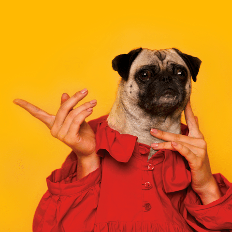 A person wearing a bright red shirt poses with their hands raised, but instead of a human head, they have the head of a pug dog. The background is a solid yellow color.